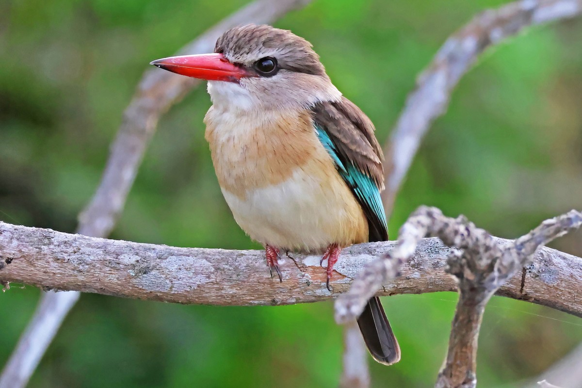 Brown-hooded Kingfisher - ML642603526
