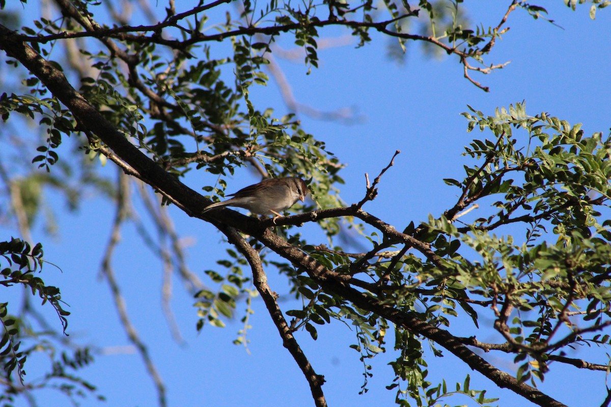 Chipping Sparrow - ML642603553
