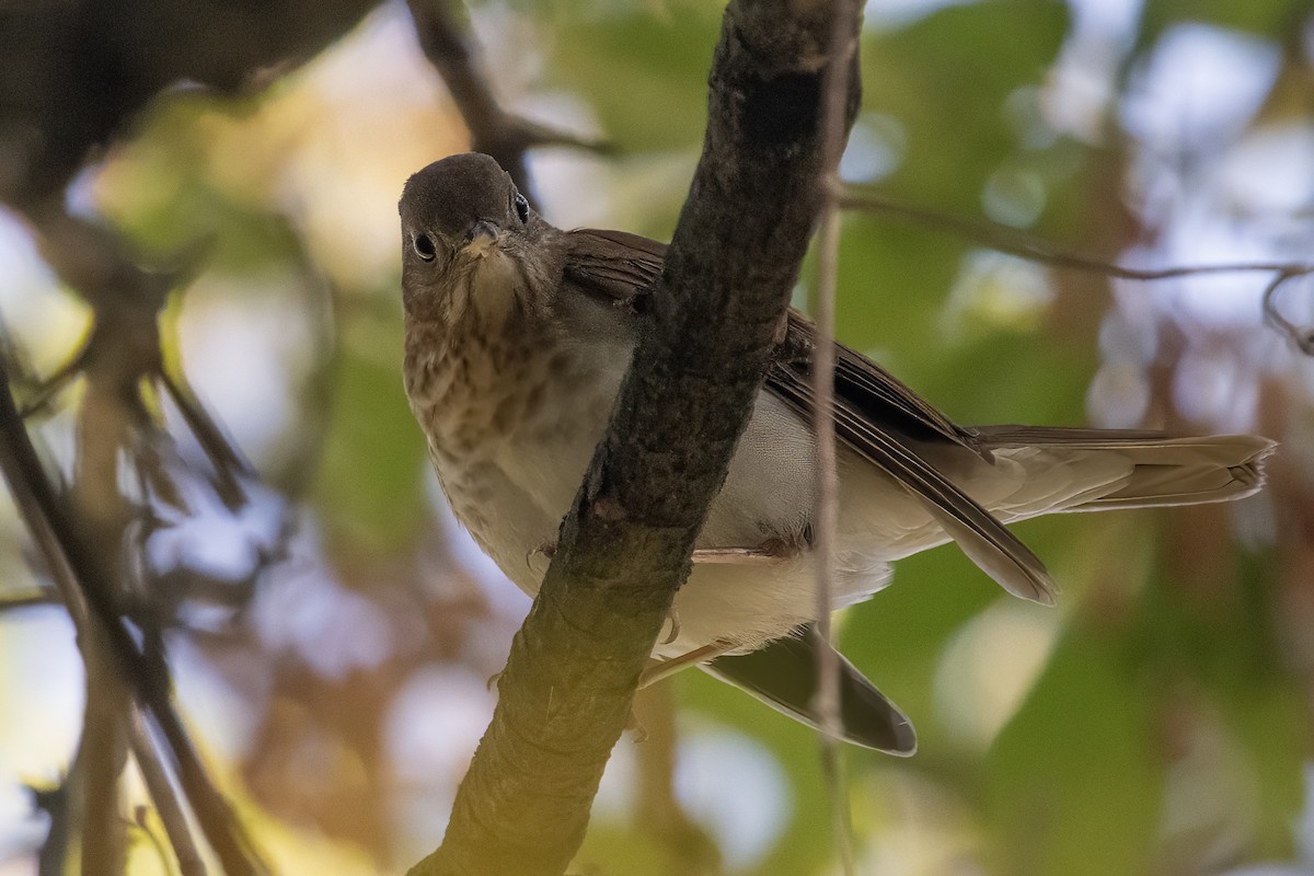 Veery - ML642603581