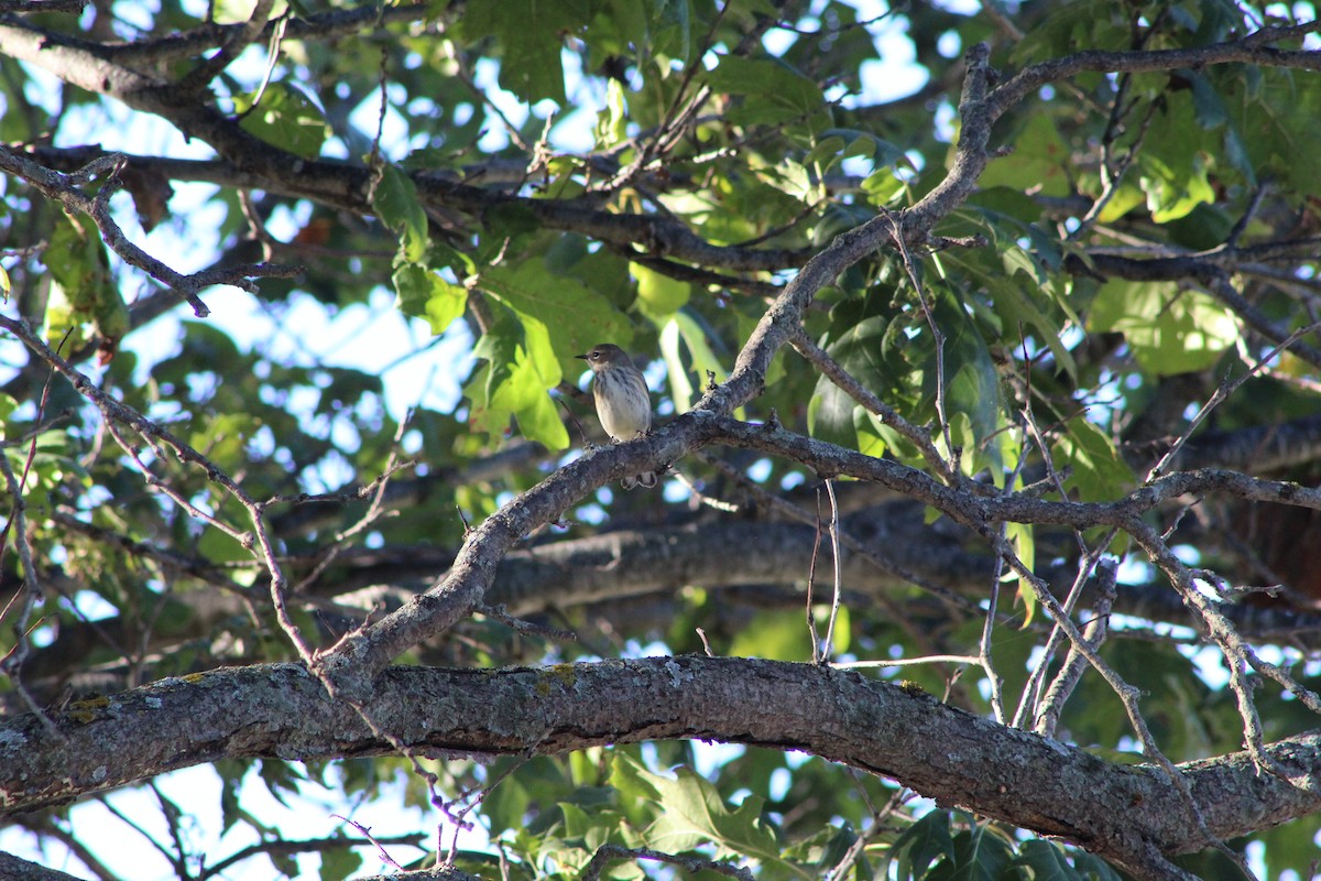 Yellow-rumped Warbler - ML642603586