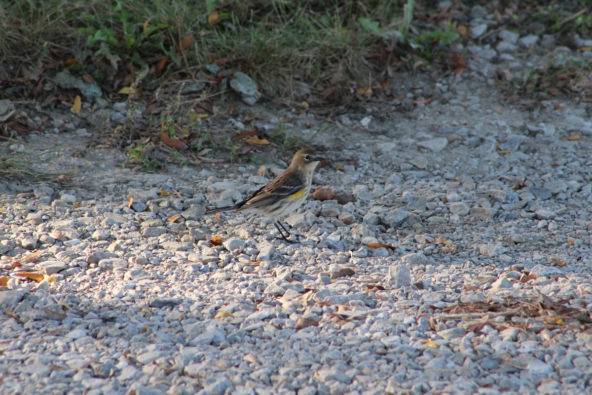Yellow-rumped Warbler - ML642603598