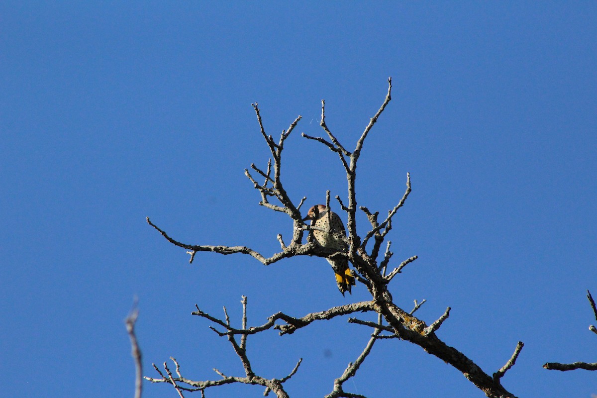 Northern Flicker - ML642603609