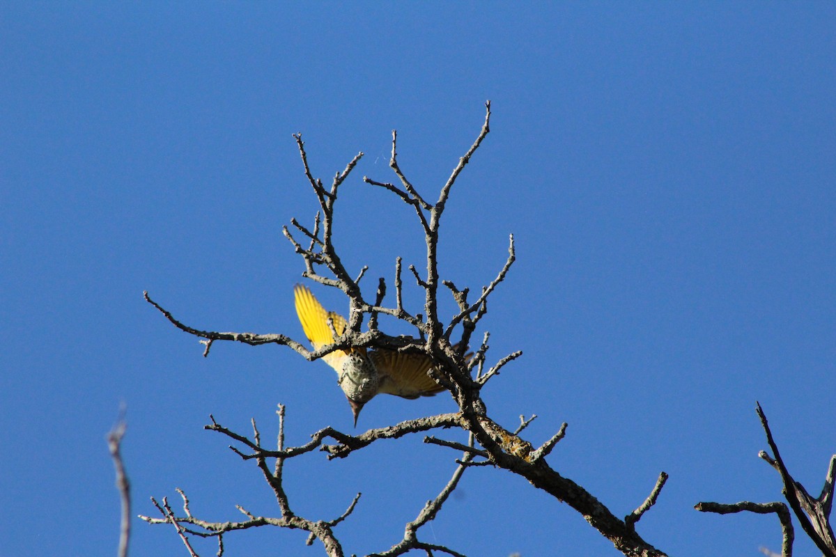Northern Flicker - ML642603620