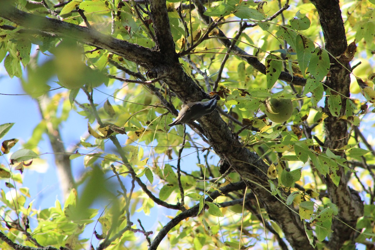 Red-breasted Nuthatch - ML642603671