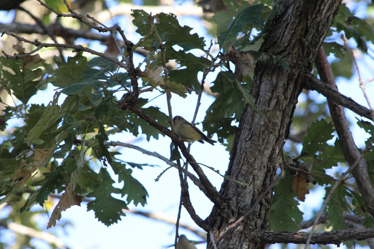 Ruby-crowned Kinglet - ML642603696