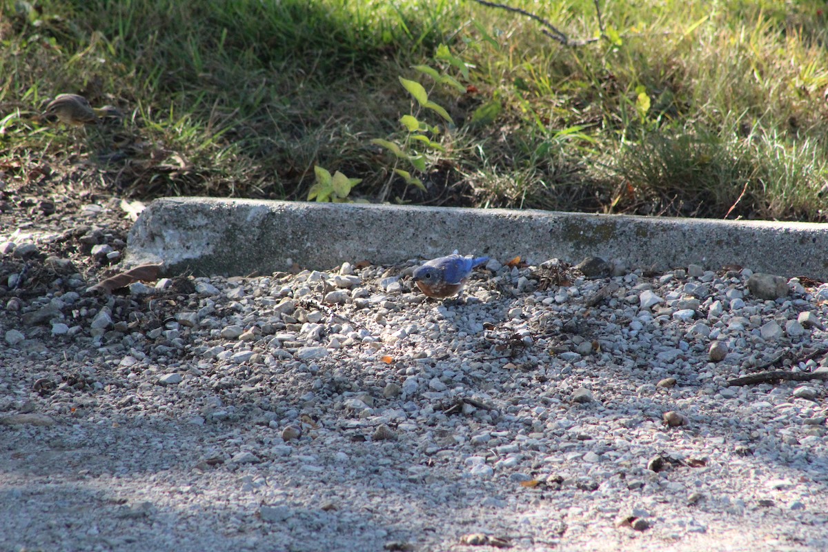 Eastern Bluebird - ML642603708