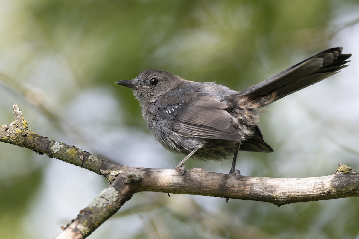 Gray Catbird - ML642603710