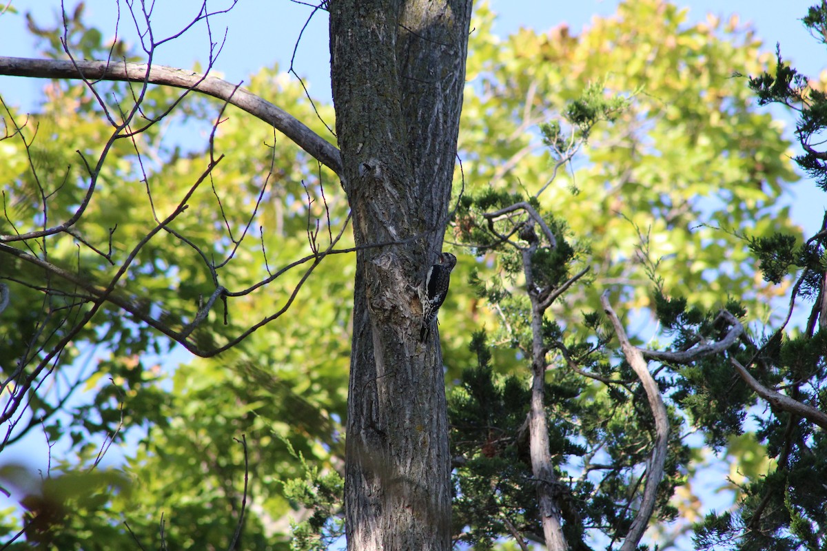 Yellow-bellied Sapsucker - ML642603727
