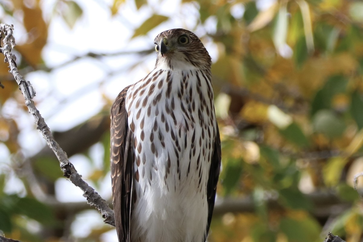 Cooper's Hawk - ML642603729