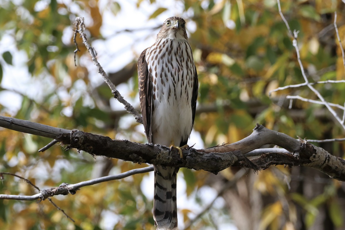 Cooper's Hawk - ML642603730