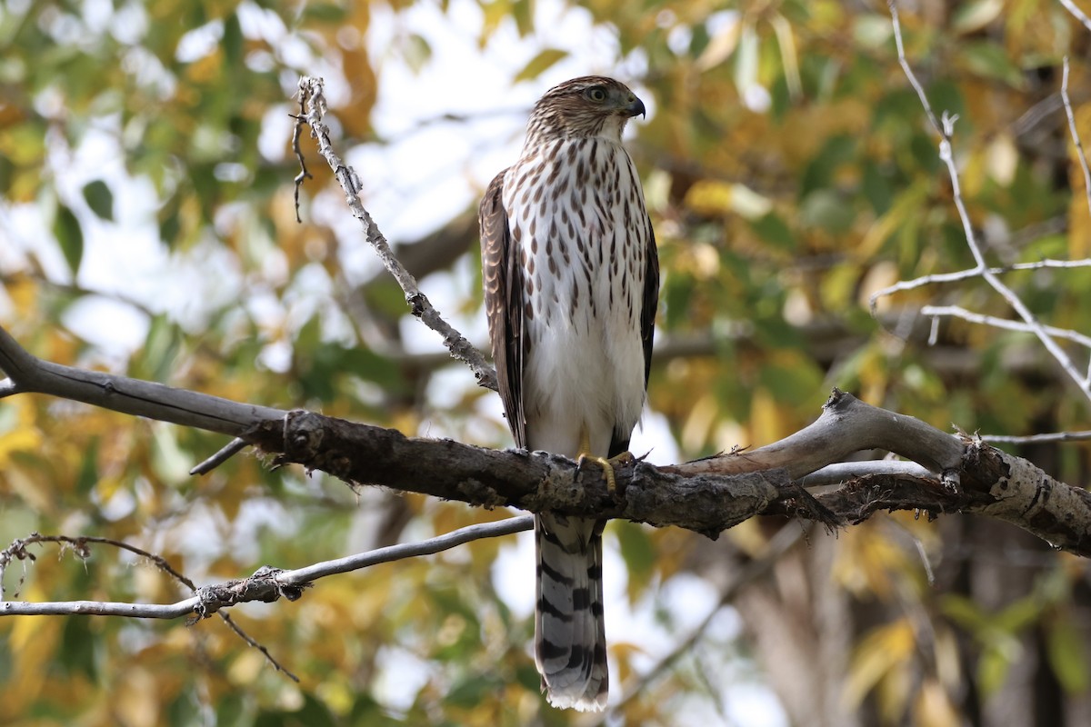 Cooper's Hawk - ML642603731