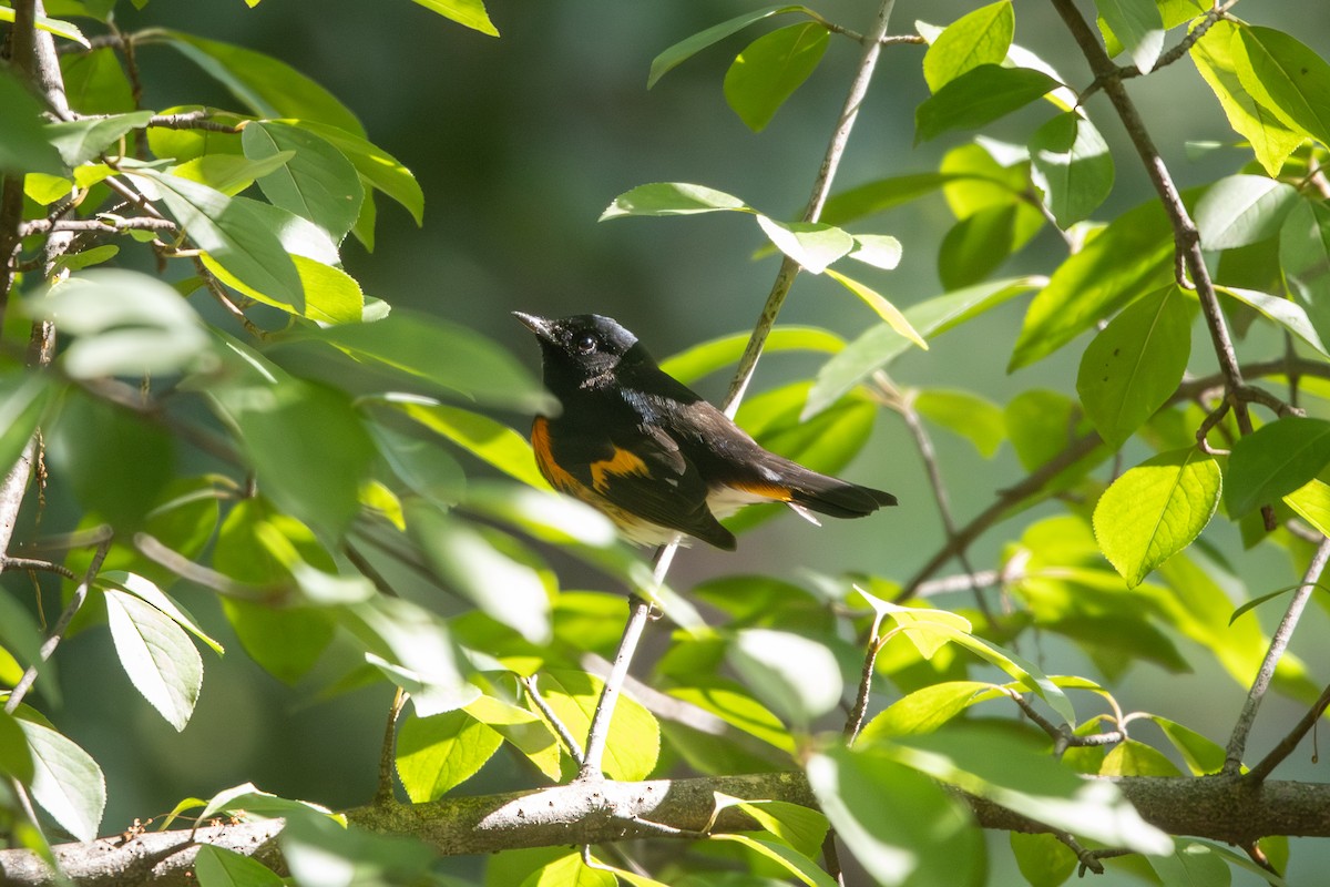 American Redstart - ML642603767