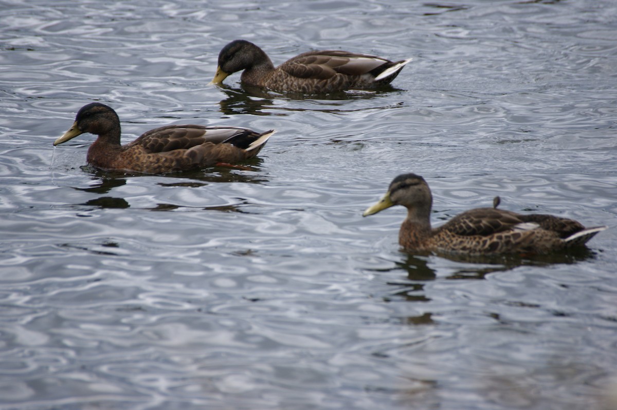 Mallard - ML642603772