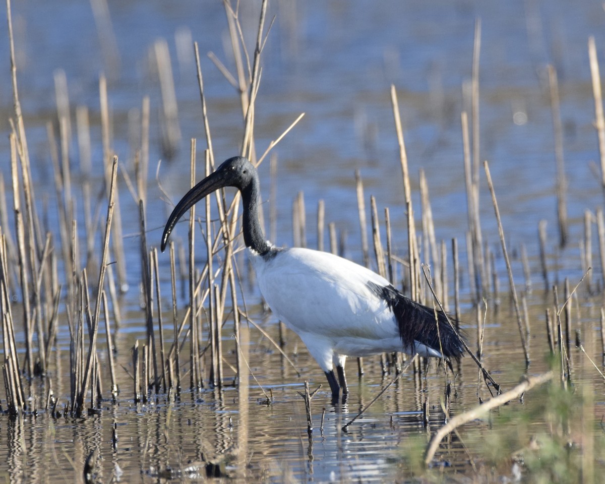 ibis posvátný - ML642603777