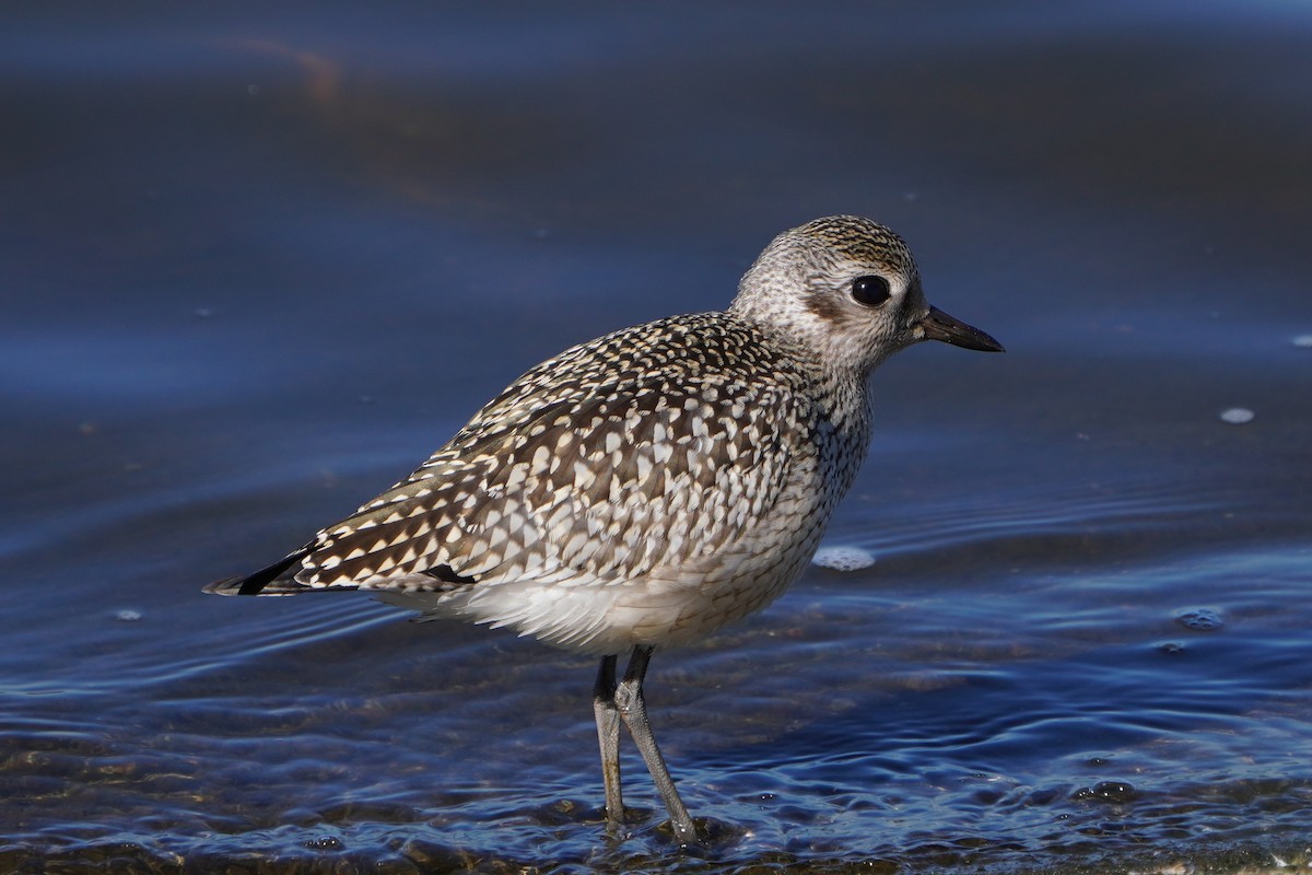Black-bellied Plover - ML642603779