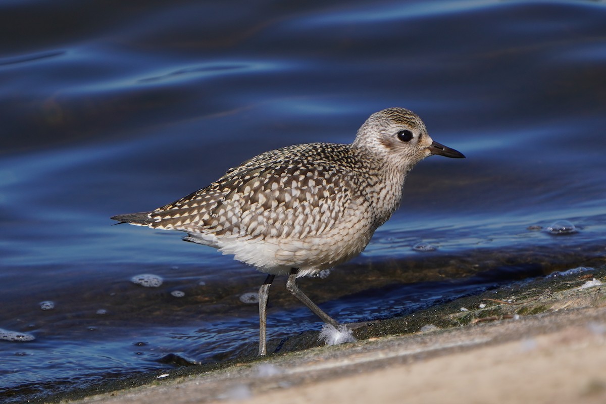 Black-bellied Plover - ML642603780
