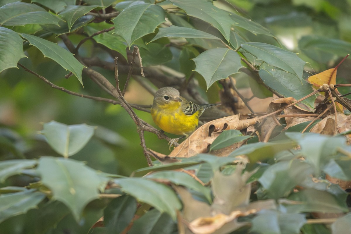 Magnolia Warbler - ML642603786