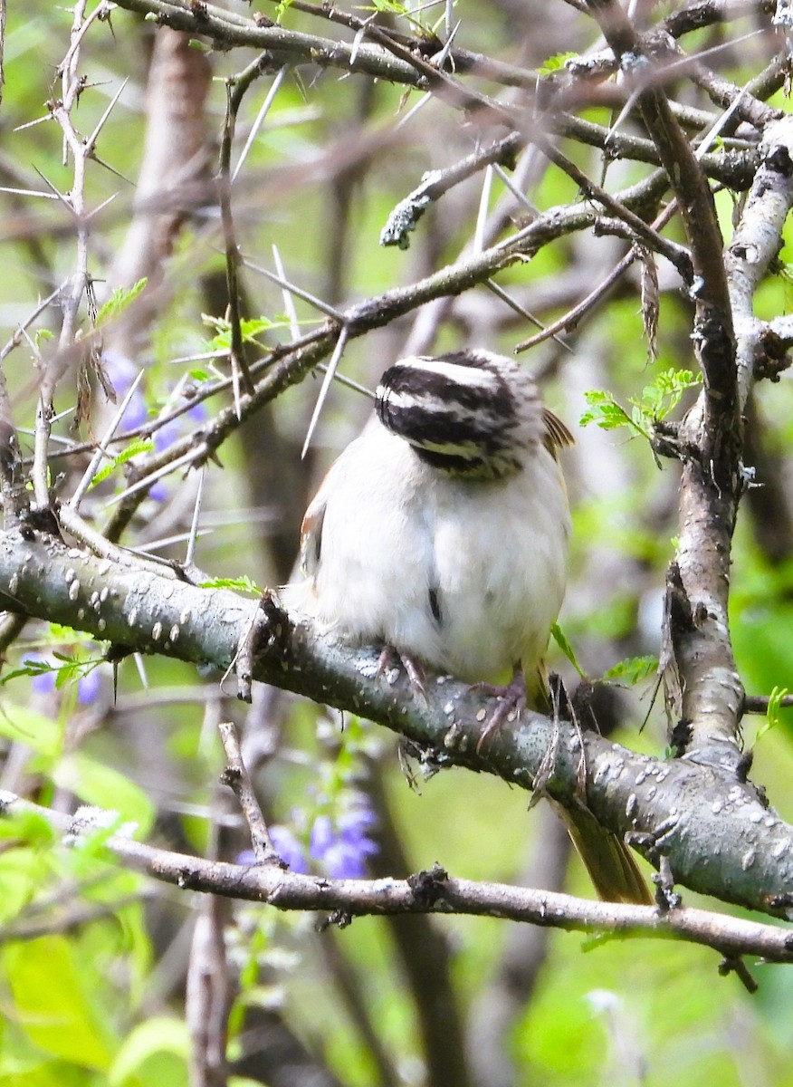 Stripe-headed Sparrow - ML642603789