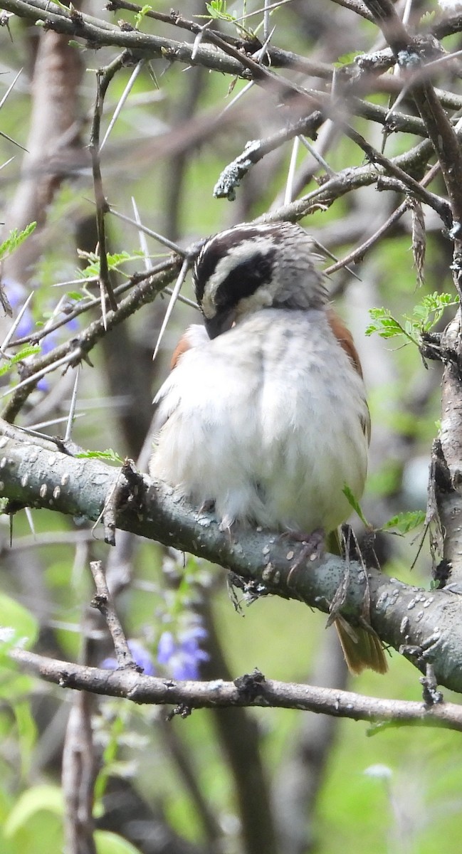 Stripe-headed Sparrow - ML642603790