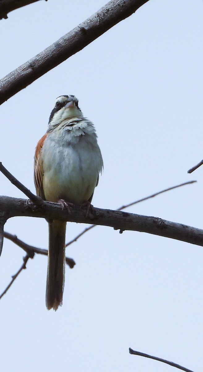 Stripe-headed Sparrow - ML642603791