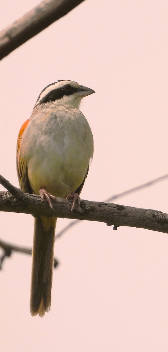 Stripe-headed Sparrow - ML642603792