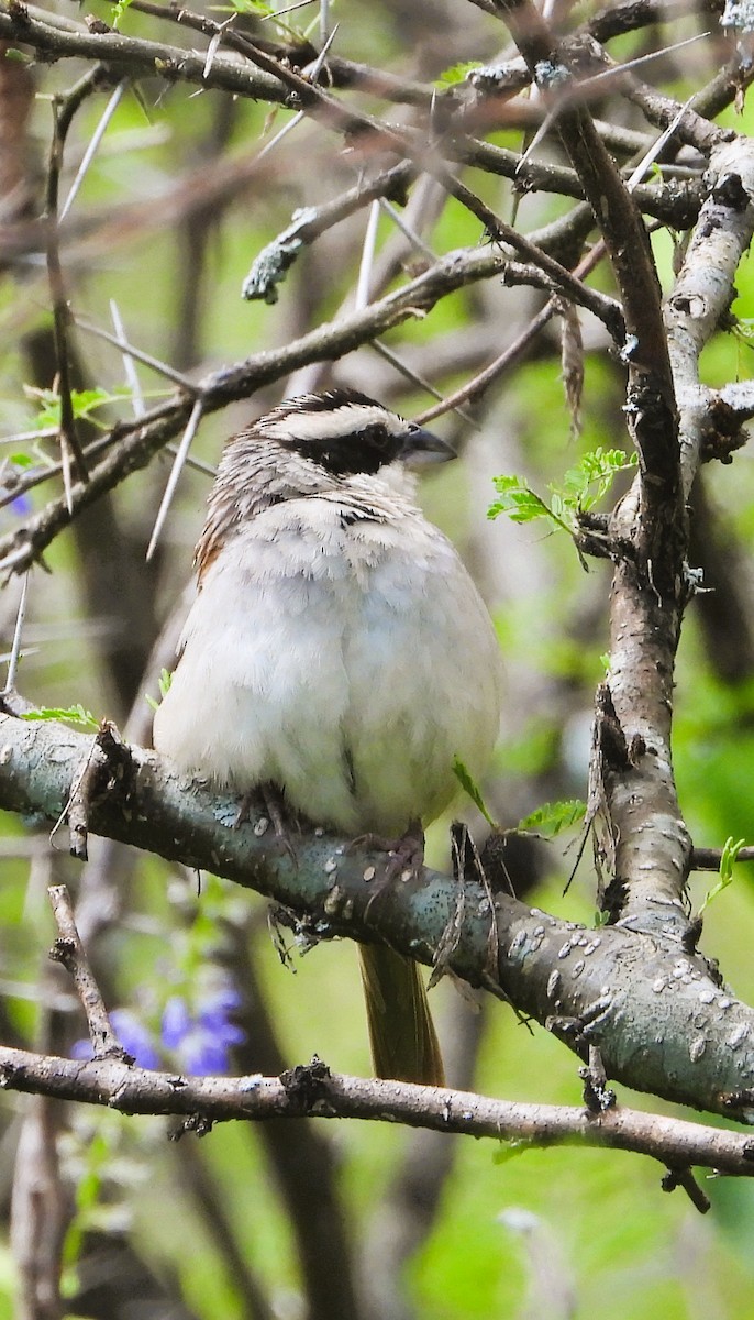 Stripe-headed Sparrow - ML642603794