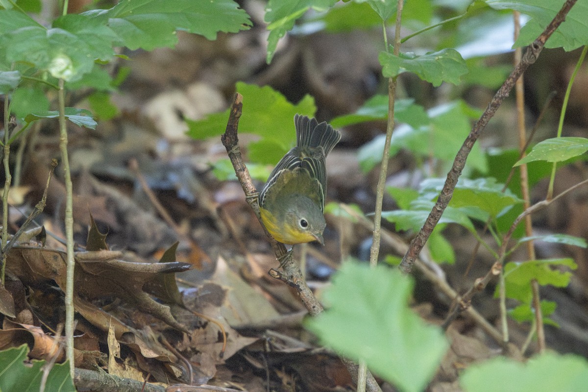 Magnolia Warbler - ML642603801