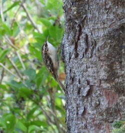 Brown Creeper - ML642603809