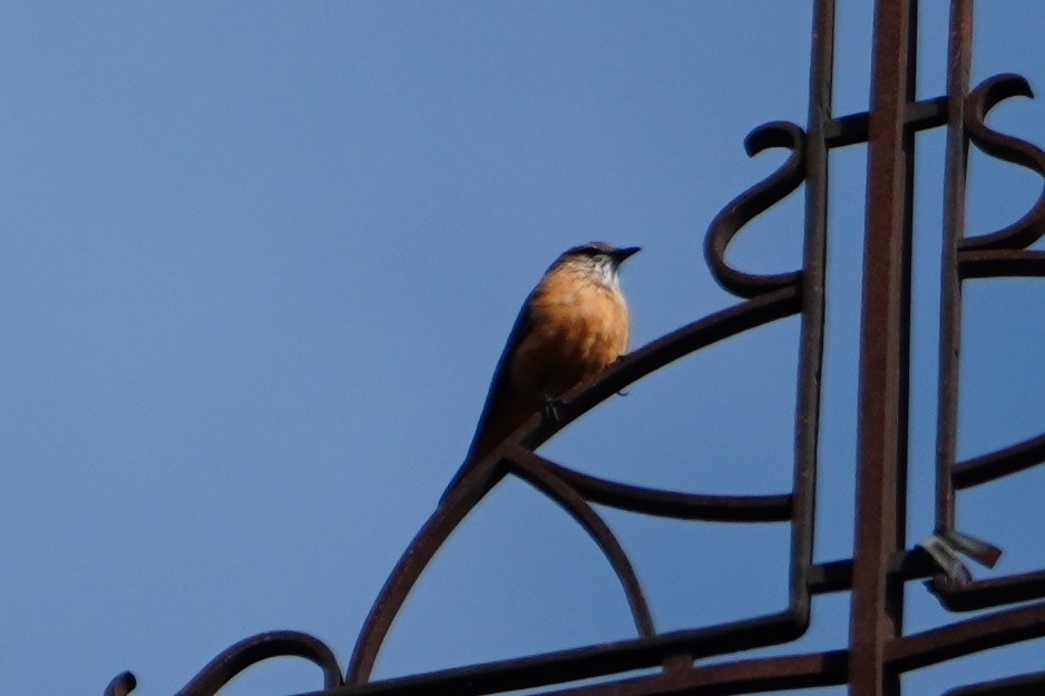 Streak-throated Bush-Tyrant - ML642603819