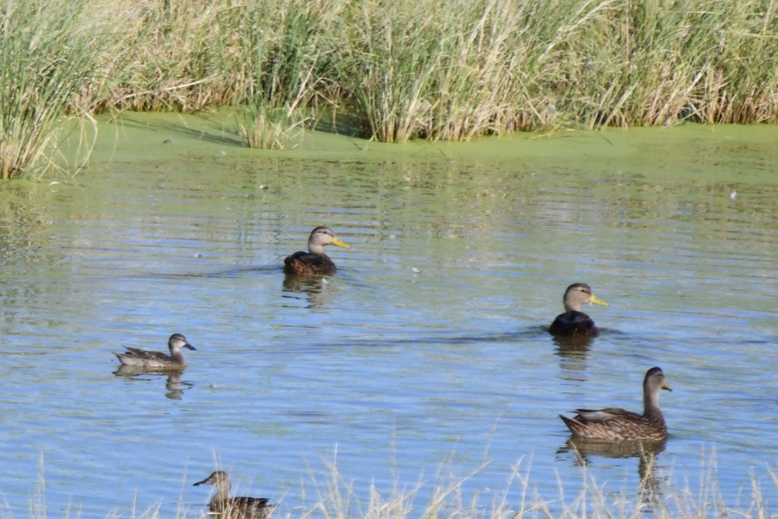 Mexican Duck - ML642603829