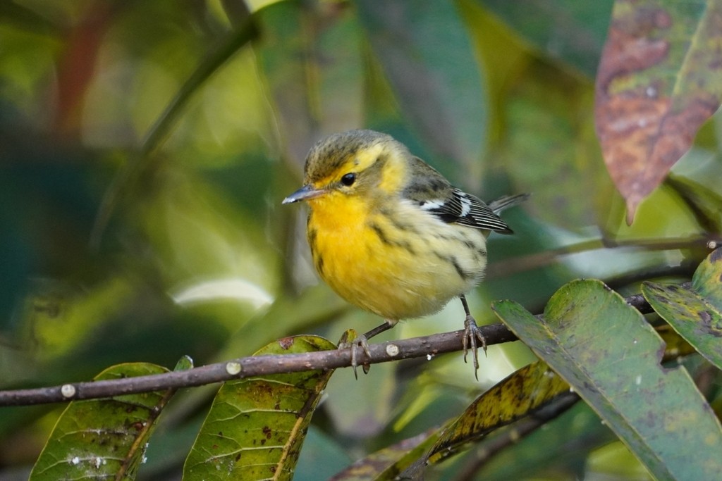Blackburnian Warbler - ML642603837