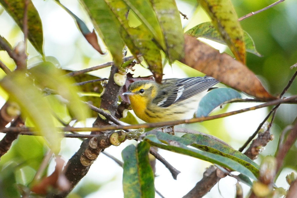 Blackburnian Warbler - ML642603838