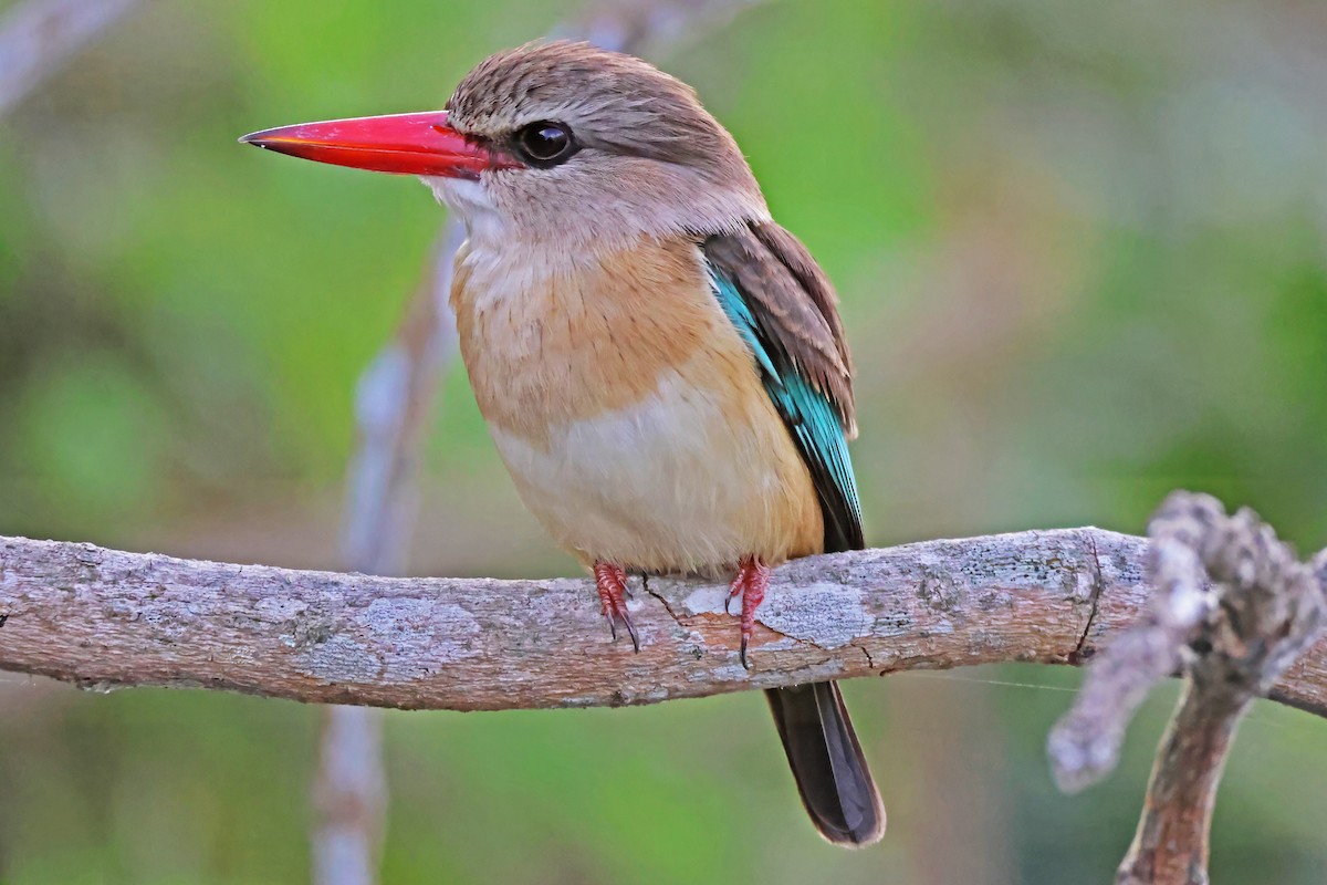 Brown-hooded Kingfisher - ML642603839