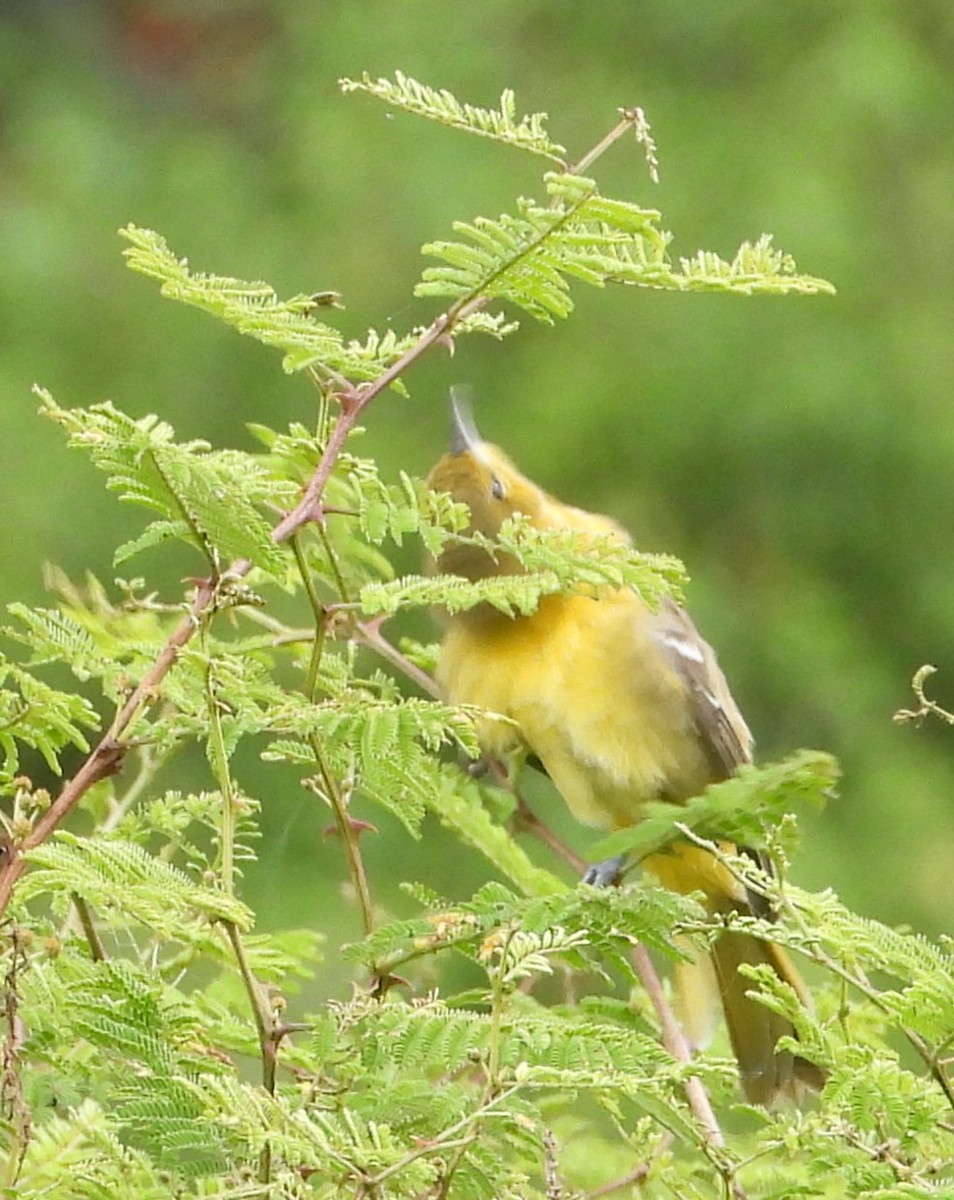 Orchard Oriole - ML642603840