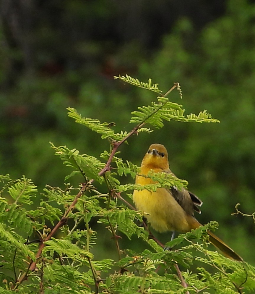 Orchard Oriole - ML642603841