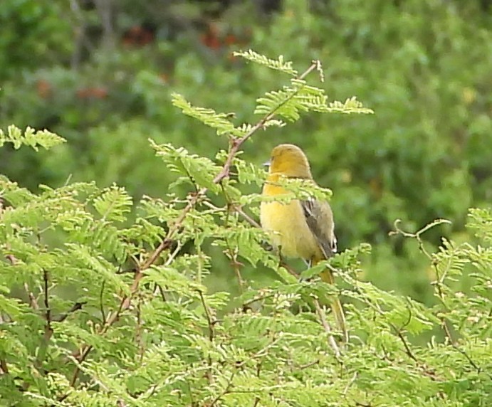 Orchard Oriole - ML642603842