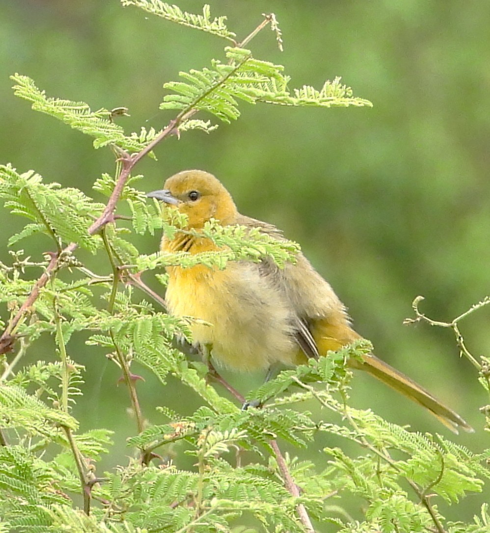 Orchard Oriole - ML642603843