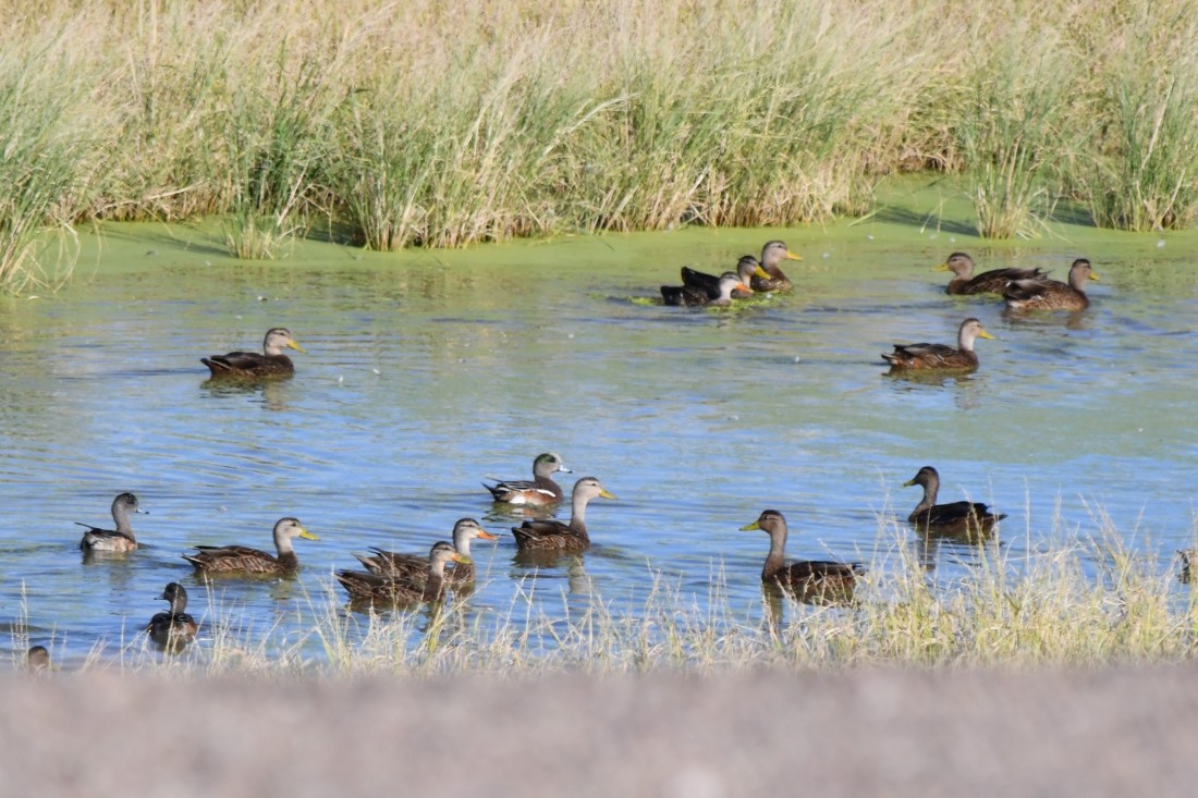 Mallard/Mexican Duck - ML642603845