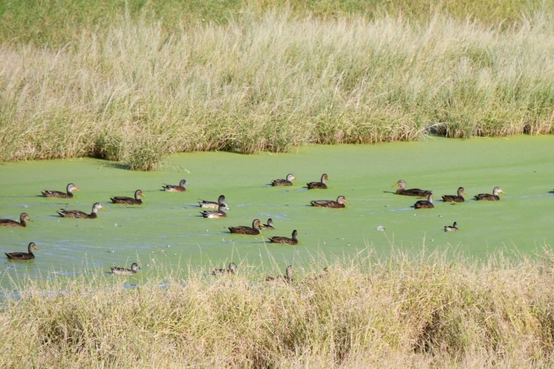 Mallard/Mexican Duck - ML642603846