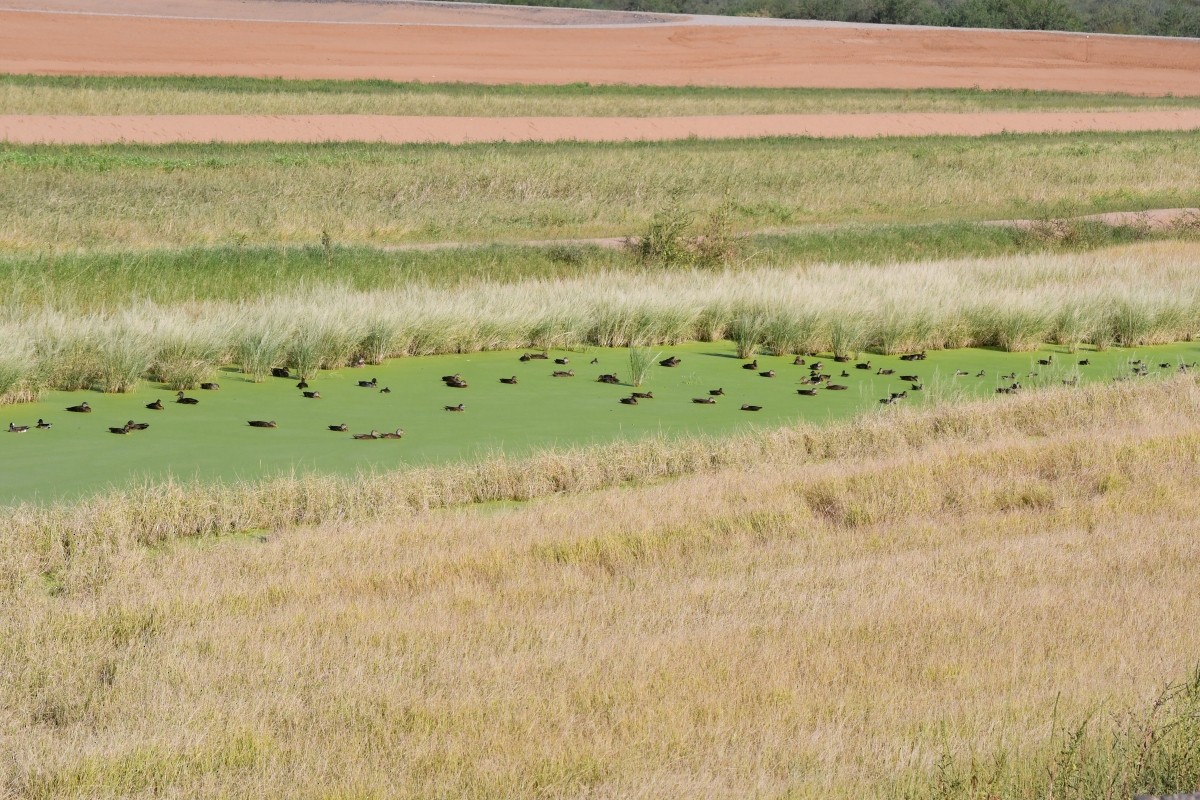 Mallard/Mexican Duck - ML642603847