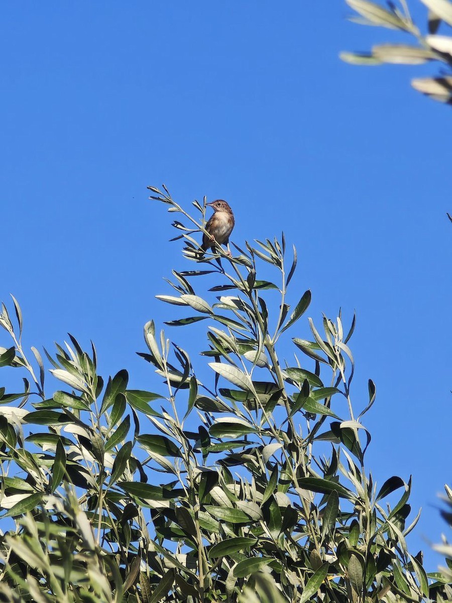 Zitting Cisticola - ML642603849