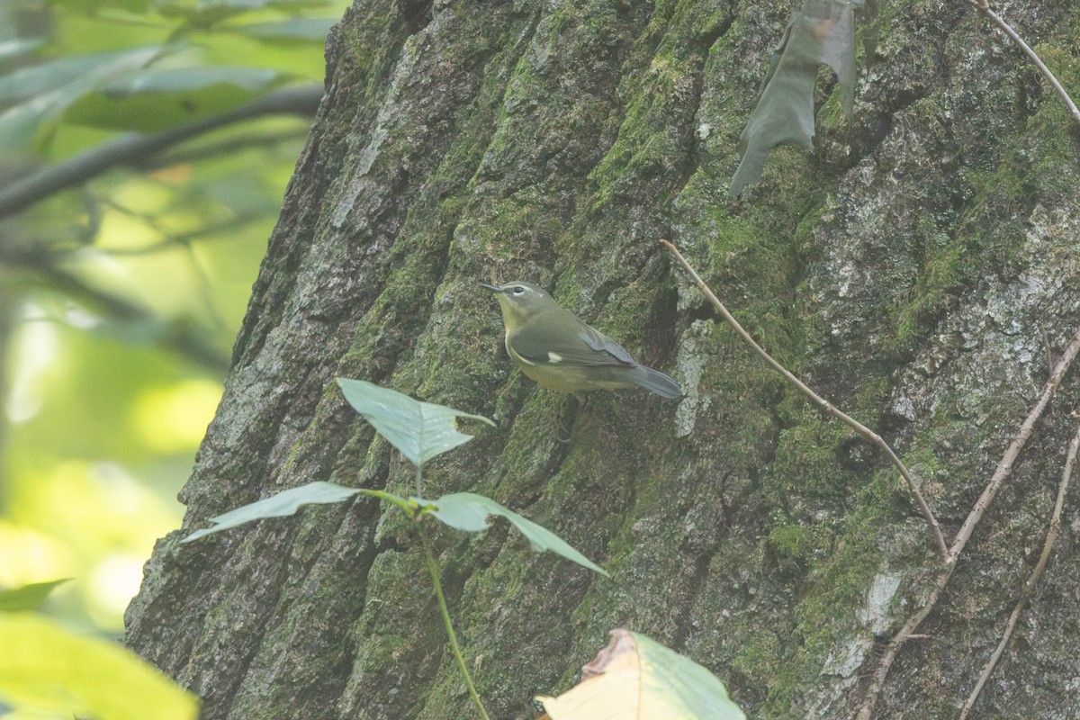 Black-throated Blue Warbler - ML642603851