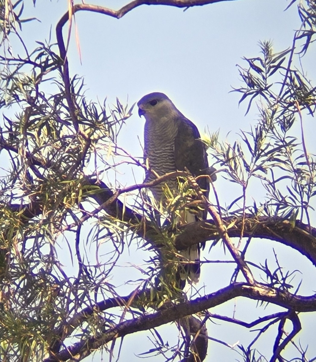 Gray Hawk - ML642603856