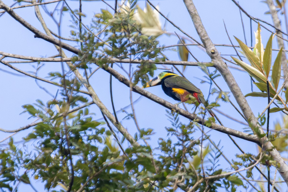 Gould's Toucanet - ML642603857