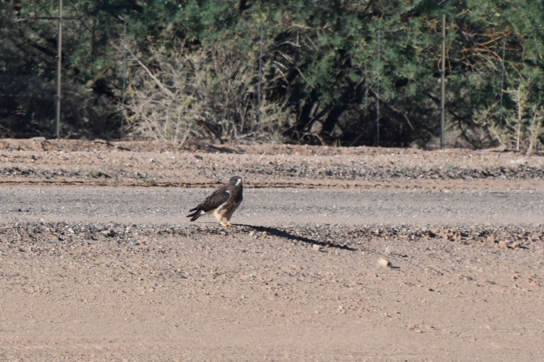 Swainson's Hawk - ML642603860