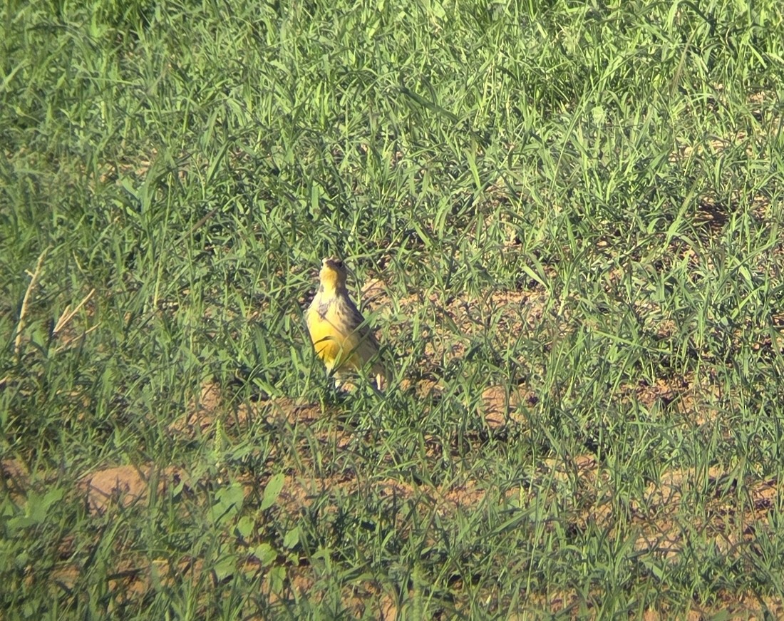Western Meadowlark - ML642603865
