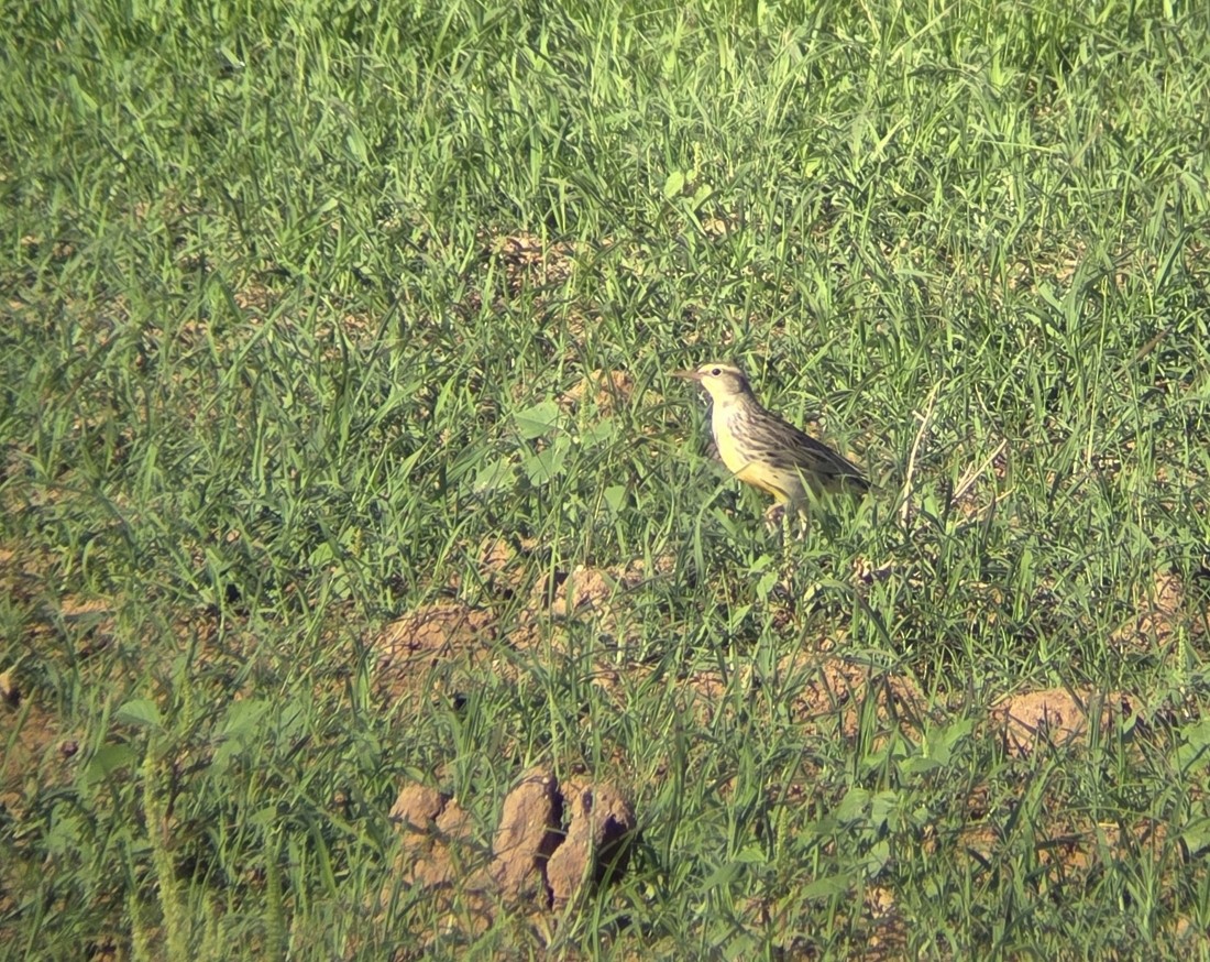 Western Meadowlark - ML642603866