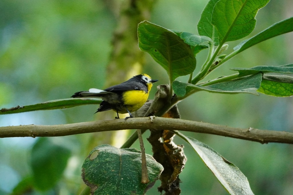 Golden-fronted Redstart - ML642603872