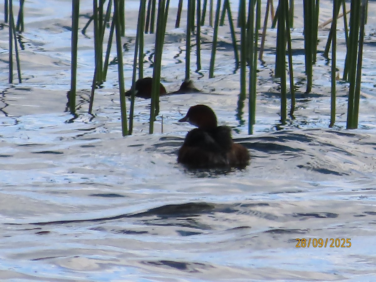 Little Grebe - ML642603873