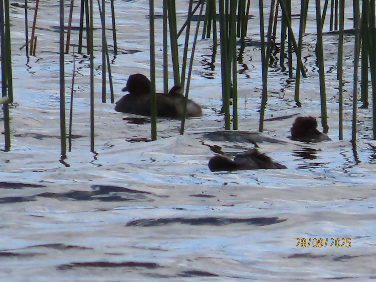 Little Grebe - ML642603874
